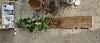 Phalaenopsis horizontal cypress plank mount-img_20221102_100034042_hdr-jpg