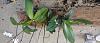 Phalaenopsis horizontal cypress plank mount-img_20221101_133448522-jpg