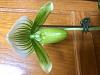 My first Paph is blooming-paph_close-jpg