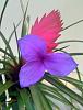 Tillandsia Cyanea in Bloom-bitmap-image-jpg