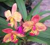 Spathoglottis hybrids-img_20221117_063001-jpg