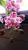 Phalaenopsis gigantea - long term growing project-img_20221201_110545-jpg