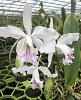 Cattleya Pheidenia coerulea 4N (C. Intermedia x C. Maxima-04ad11c7-2e01-4ad3-a909-3a8064e78e02-jpg