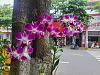 Orchids in the South East Asian Countryside-318474177_1121158191877691_7106605989708304805_n-jpg