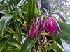 Orchids in the South East Asian Countryside-318455143_684162596683470_1978637174166409768_n-jpg