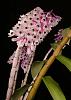 White hairlike fuzz (it's not mealybugs) on den canes-den-smilliae-1-jpg