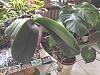 Phalaenopsis gigantea - long term growing project-8cd7f5d9-6ede-4ddd-8dc6-e004d245b400-jpg