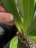 cymbidium orchid black wet spots-whatsapp-image-2022-12-19-19-07-17-jpg