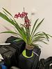 cymbidium orchid black wet spots-whatsapp-image-2022-12-19-19-07-25-jpg