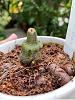 Pleione new growth in December-sep-jpg