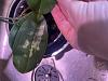 Mystery problem on my Phalaenopsis leaves-img_0078-2-jpg