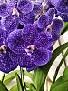 Vanda tweed blue-twwed-blue-closeup-jpg