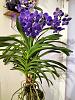 Vanda tweed blue-vanda-tweed-blue1-jpg