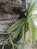 Small dark spots on Pachara Vanda in tree-pxl_20230113_183131989-jpg