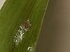 On Dendrobium Leaf? Disease or Pest?-11d300bd-1bf8-4977-885f-f51e6f95c72c-jpg