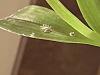 On Dendrobium Leaf? Disease or Pest?-ecb173bf-daec-408f-be11-817d8940dc1d-jpg