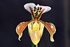 tmoneys phlowering phals and such-paph-gratrixianum-jpg