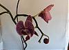 Help - my orchid buds are drying up-phal1-jpg