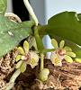 gastrochilus japonicus First bloom-a661c6e2-37a3-4db5-b3cd-380e1f7392d0-jpg
