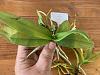 Doritis pulcherrima var. coerulea Yellow Leaves-img_5504-jpg