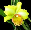 Blc. Malworth 'Orchidglade'-catmalw02231-jpg