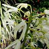 Den. speciosum season! Woo hoo!-den-speciosum-speciosum-2-jpg