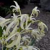 Den. speciosum season! Woo hoo!-den-speciosum-speciosum-3-jpg