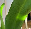 What are these spots on the back of the leaves of my cattleya?-img_4222-jpg