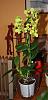 First Dendrobium...-img_1720-jpg