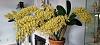 Dendrobium speciosum 2023 bloom-20230312_115503-jpg