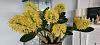 Dendrobium speciosum 2023 bloom-20230312_114716-jpg