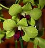 First Dendrobium...-img_1721-jpg