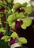 First Dendrobium...-img_1722-jpg