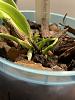 Cattleya Seedling with many new growths-img_3814-jpg
