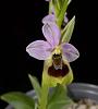 Mediterranean Terrestrials - Ophrys-ophrys-tenthredinifera-1-jpg