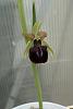 Mediterranean Terrestrials - Ophrys-ophrys-mammosa-jpg