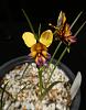 Australian terrestrials-diuris-magnifica-1-jpg