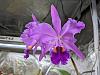 Cattleya jenmanii? Or something else-pxl_20230324_002715971-jpg