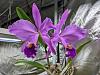 Cattleya jenmanii? Or something else-pxl_20230324_002720499-jpg