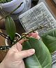 Is this a BS tip? LEAVE water in bottom of phalaenopsis pot-604e776c-d647-4aed-981e-451ff874833a-jpg