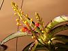 Vanda curvifolium/Ascocentrum curvifolium-img_20230327_082239-jpg