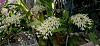 Australian Dendrobiums the Big Show-den-speciosum-grandiflora-p1090069-jpg