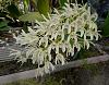 Australian Dendrobiums the Big Show-den-speciosum-grandiflora-p1090073-jpg