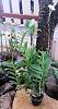 10 new additions to my orchid collection.-img_20230407_134532-jpg
