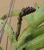 Vandachostylis Crownfox Red Gem (Ascocenda Crown Fox Red Gems)-img_20230321_100311-jpg