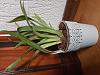 Leaf Spotting and Yellowing in Miltonia-20230413_144438-jpg