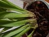 Leaf Spotting and Yellowing in Miltonia-20230413_144520-jpg