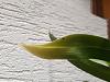 Leaf Spotting and Yellowing in Miltonia-20230413_144507-jpg