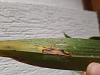 Leaf Spotting and Yellowing in Miltonia-20230413_144451-jpg