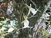 Recent &quot;GHOST&quot; Orchids in Fakahatchee w/Karen Park Ranger.-park-ranger-day-027-jpg